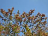 03 noch hängen die Bucheckern am Baum