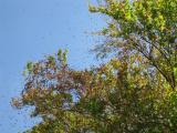 05 fliegende Bucheckern, abschütteln