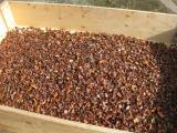07 vorgereinigte Bucheckern