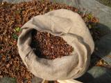 08 ein Sack voller "Büchele"